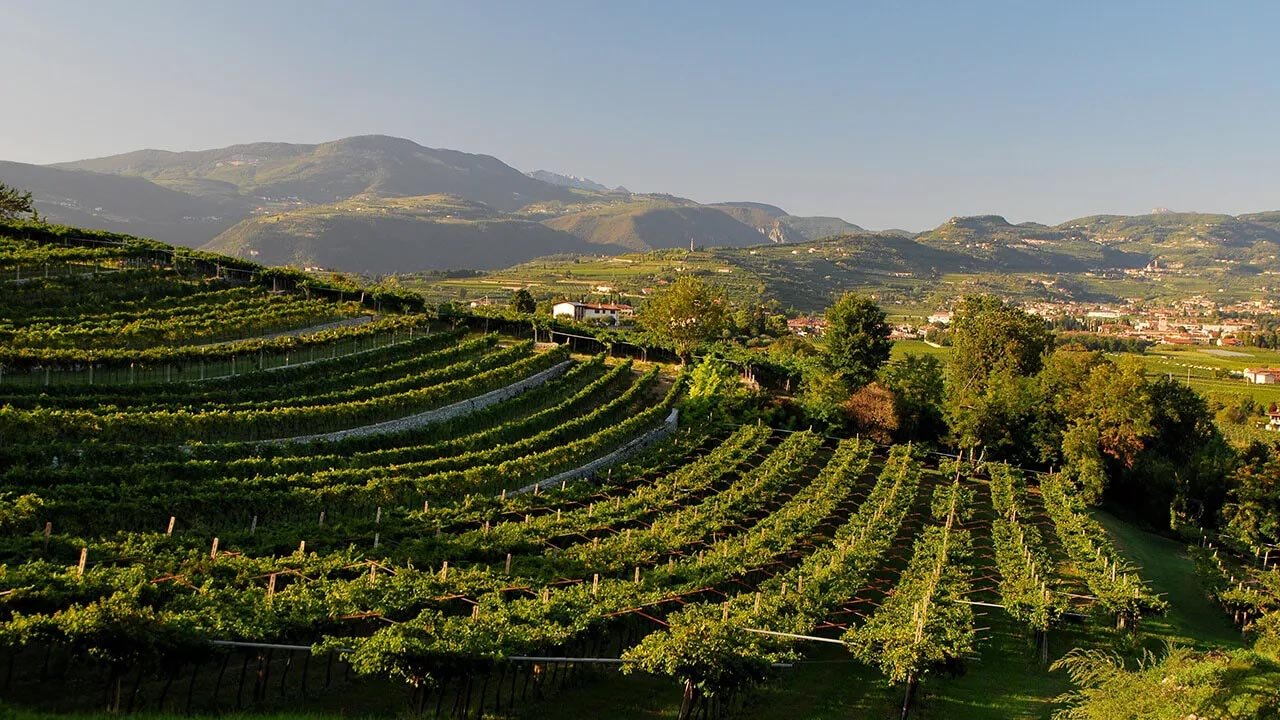 Verona: guided winery tour and wine tasting in Valpolicella